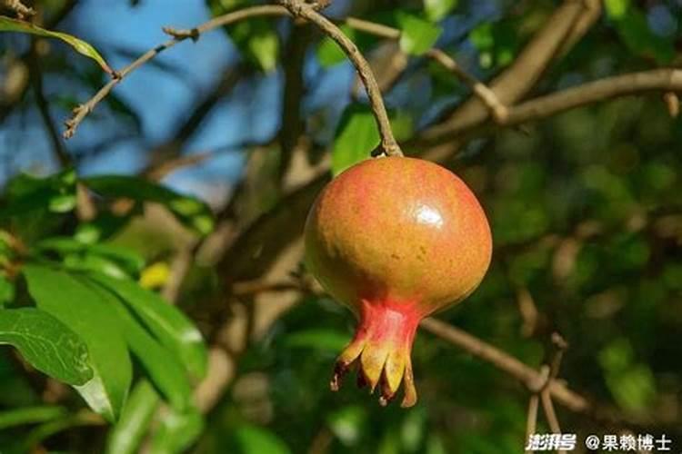 石榴夏秋季管理要点