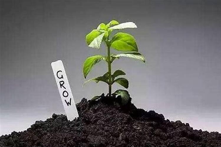 生物有机肥怎么用效果好