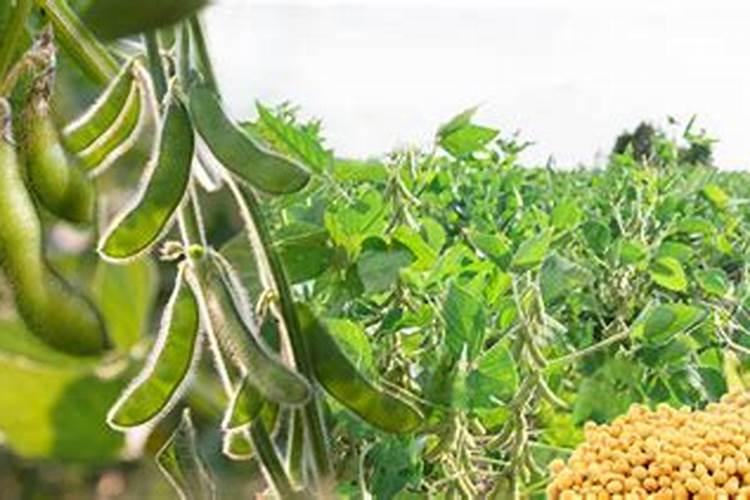 大豆施肥氮磷钾比例 怎么施肥更合理
