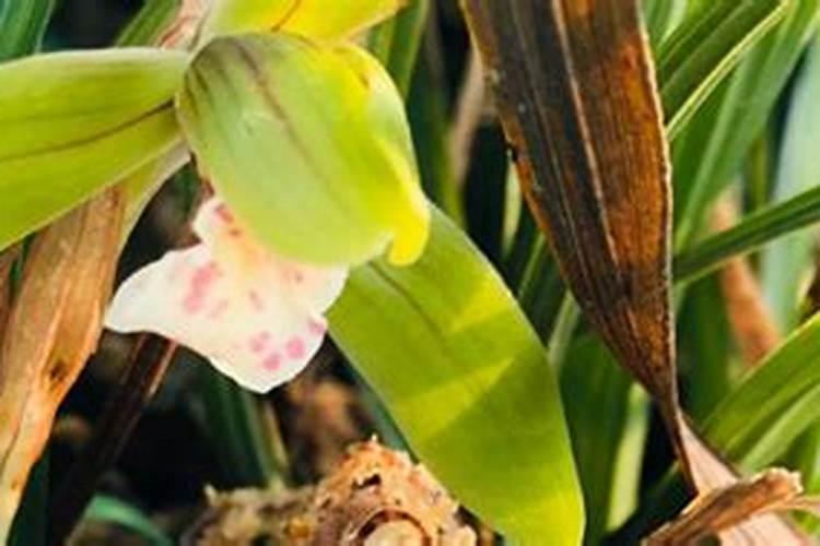 种植兰花要用什么土