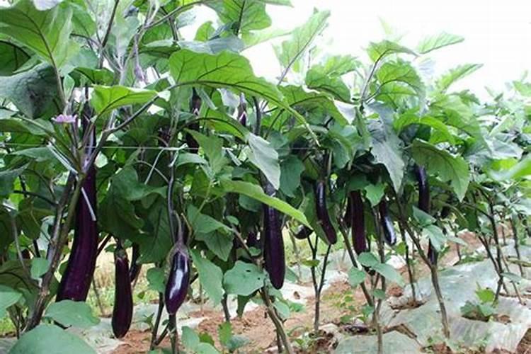 种茄子用什么肥料比较好？