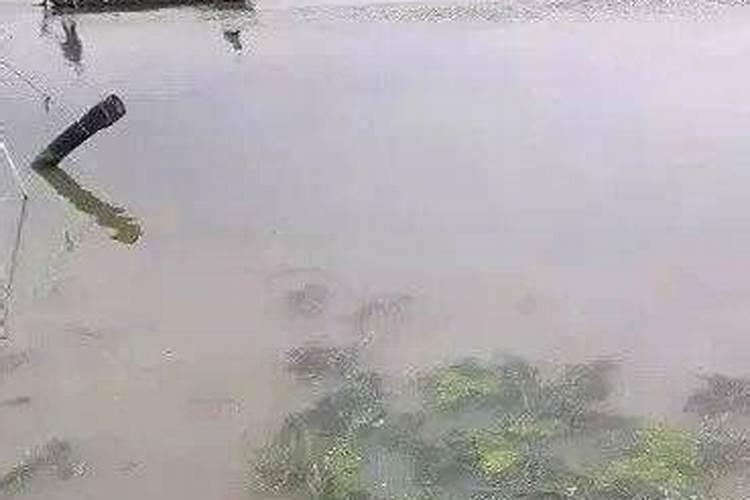 新疆棉花底肥施用用量