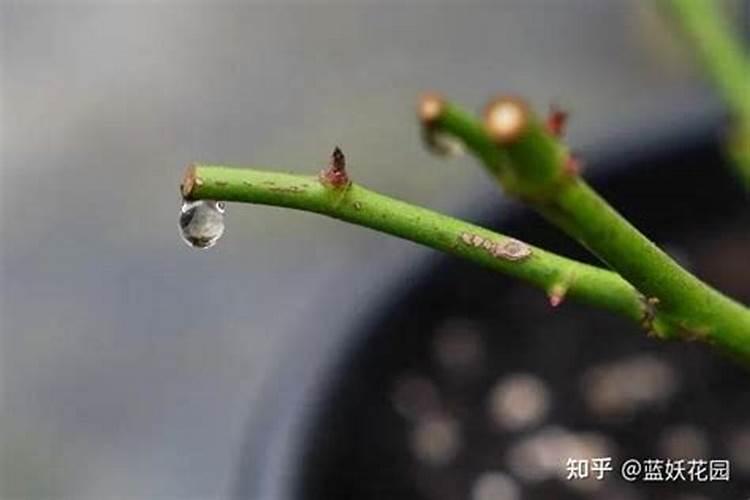 月季冬季怎么施肥才合适