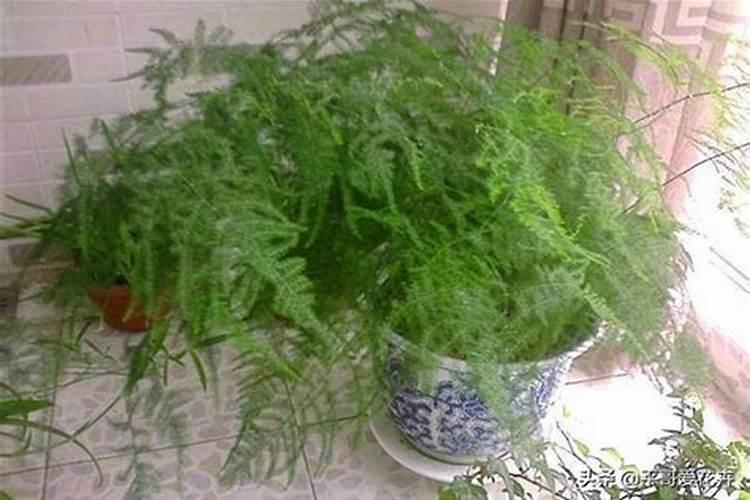 硝酸铵钙和尿素相比哪个更好