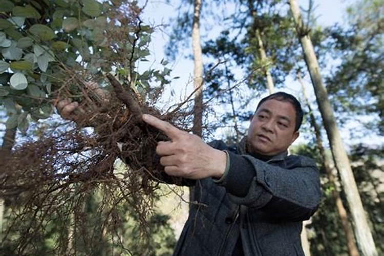 枣树啥时候打药枣才不生虫子 枣树什么时候打药枣才不生虫子