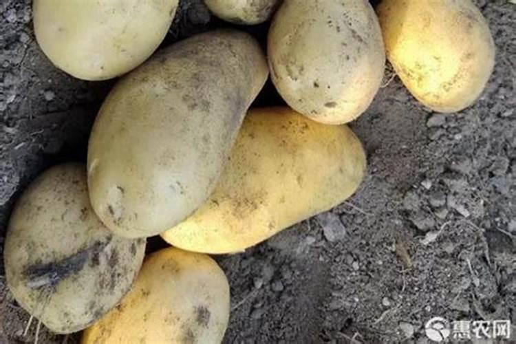土豆追肥用什么肥料？用了这些肥料土豆养得活才怪