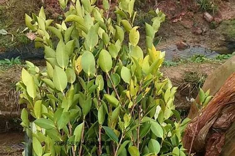 油茶树什么时候施肥