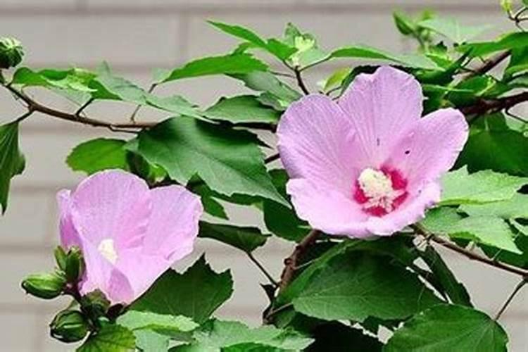 木槿花需要什么肥料