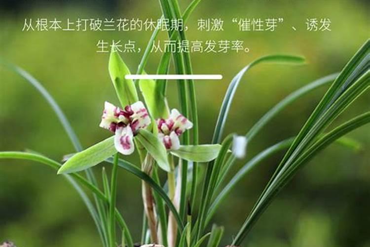 兰花开花施什么肥