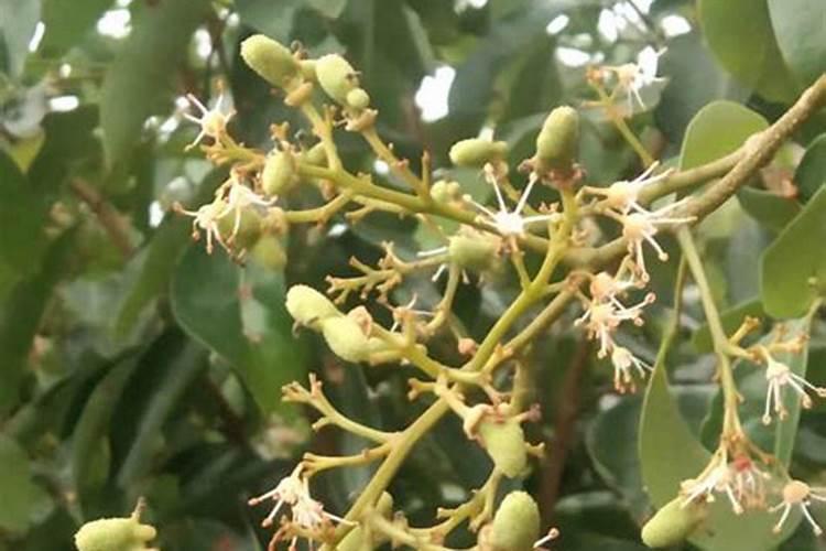 荔枝什么时候施肥 荔枝最佳的施肥时间