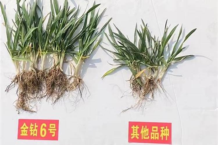 糖醇钙镁硼和鱼蛋白加云台素能保花保果作用吗？