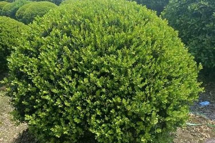 瓜子黄杨小苗怎么栽培