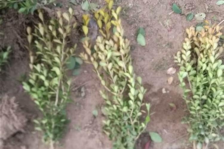 瓜子黄杨小苗怎么栽培