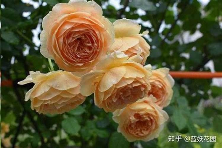 月季长花苞后花多多和磷酸二氢钾怎样用