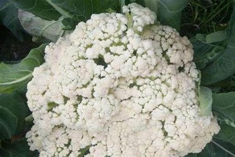 花菜种植技术及施肥方法是怎么样的？