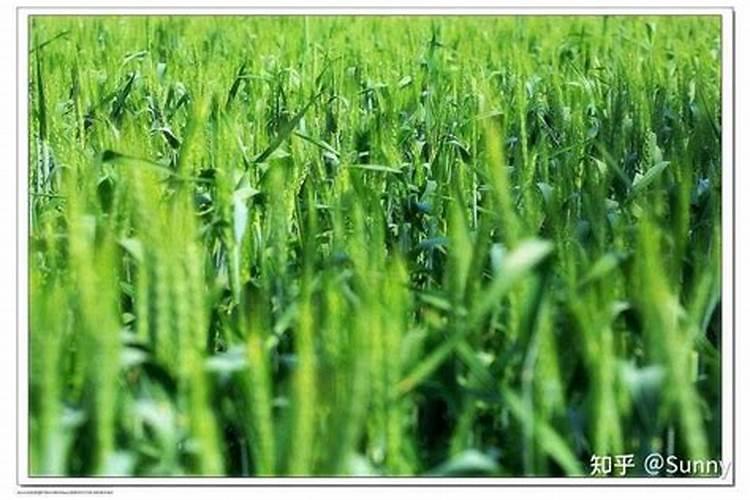麦子各个阶段施什么肥料好施肥注意事项