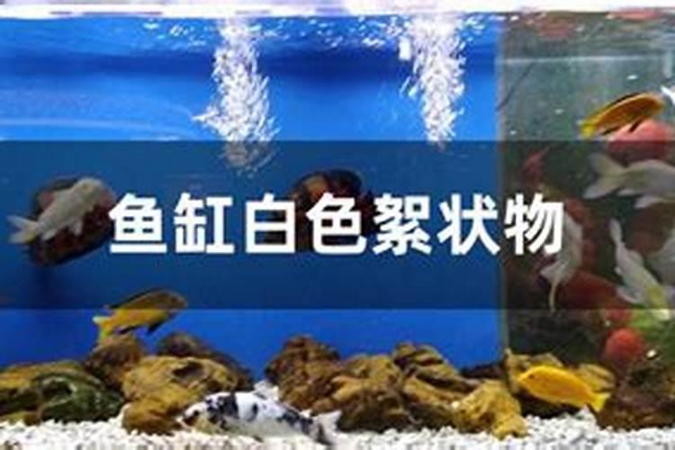 韭菜施什么肥料长得快