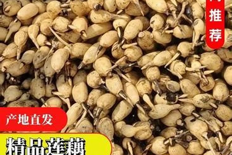 莲藕的用肥方法