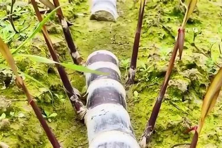 甘庶要施几次肥料 甘蔗怎么施肥能高产