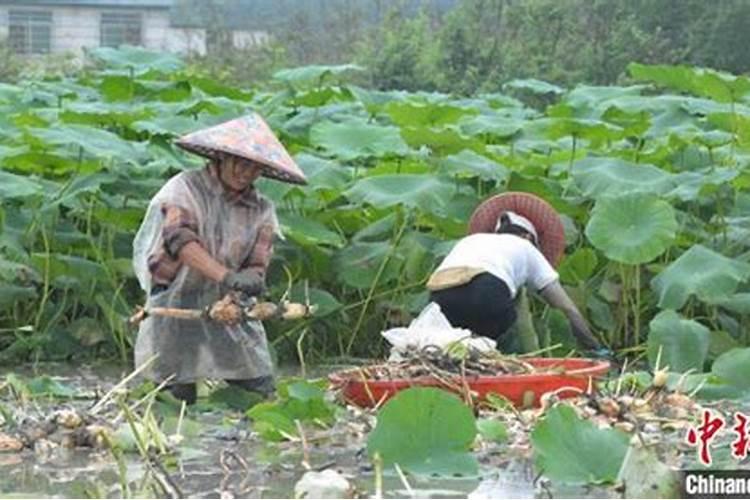 新藕田一般怎么施肥？老藕田呢？(只用复合肥和氮肥)