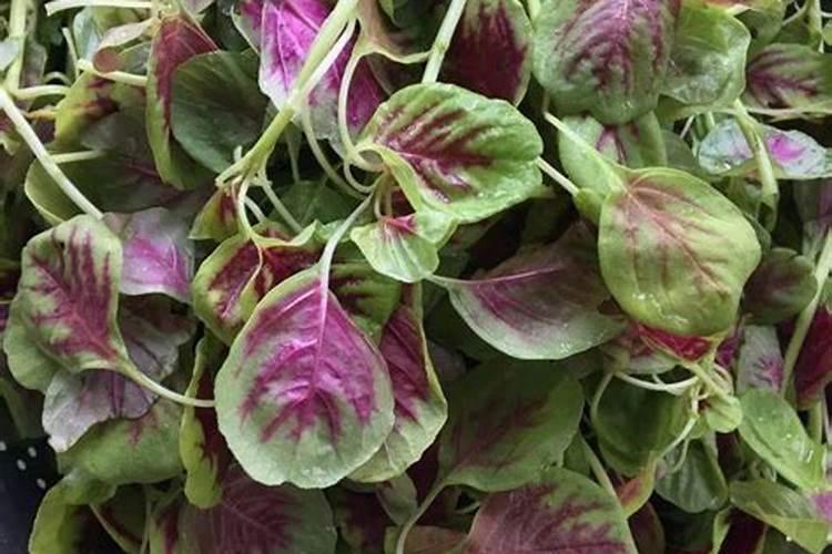 红苋菜籽最简单三个步骤