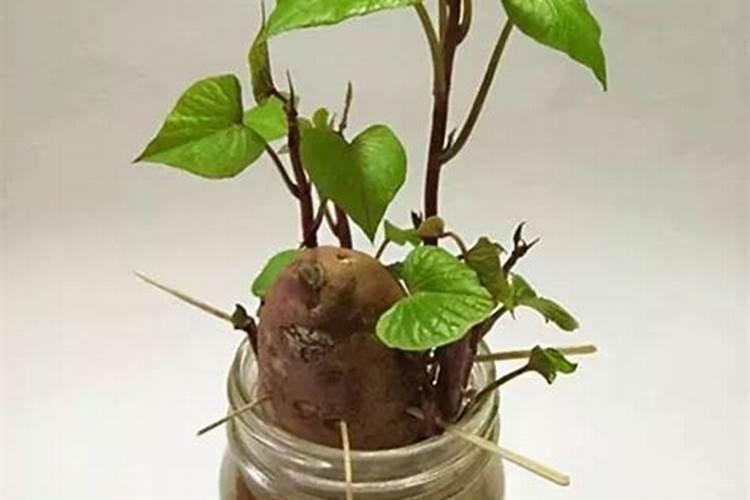 红薯施肥要合理,如何给红薯施肥呢？