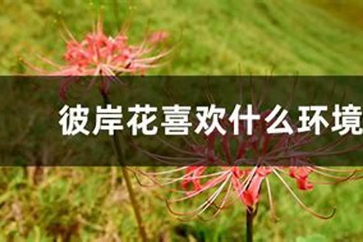 彼岸花的种植方法和注意事项