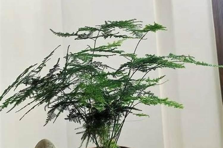 棉花种植注意事项是什么 棉花应该怎么养殖