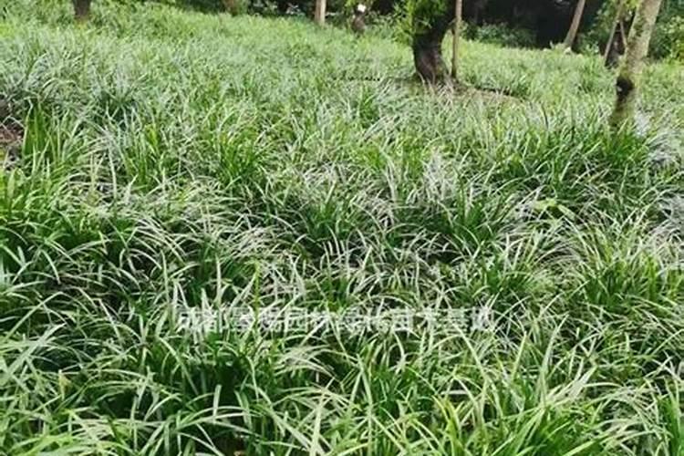 麦冬产生除草剂药害怎么办