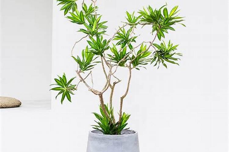 百合竹为什么会老得灰斑病？