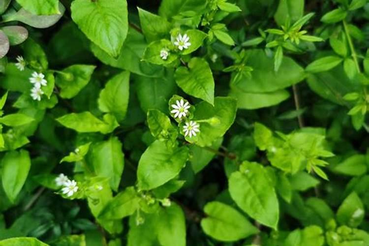 水稻田杂草用哪种除草剂？