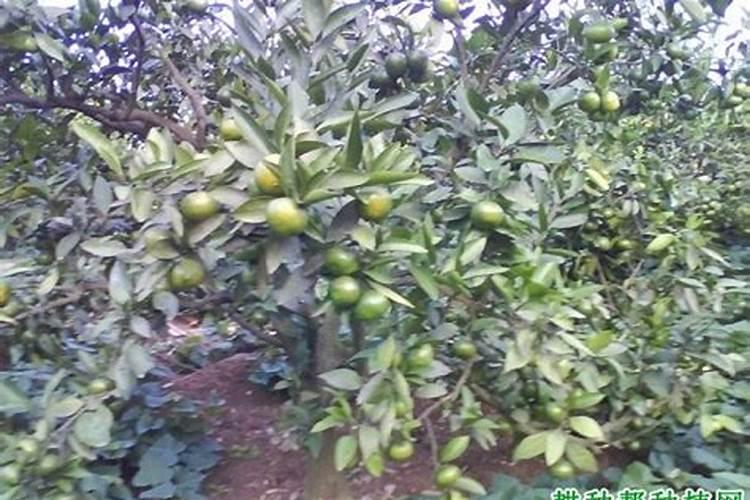 果树能用氯化钾肥料吗 有哪些优缺点