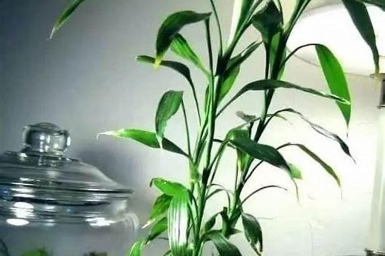富贵竹施肥用什么肥料 富贵竹施肥用氮肥对吗