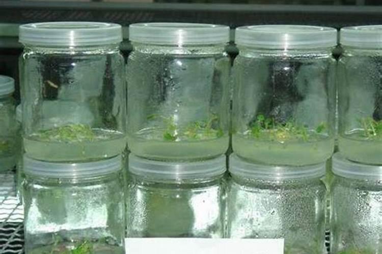 黄瓜生根最好的肥料 黄瓜生根最好的肥料介绍