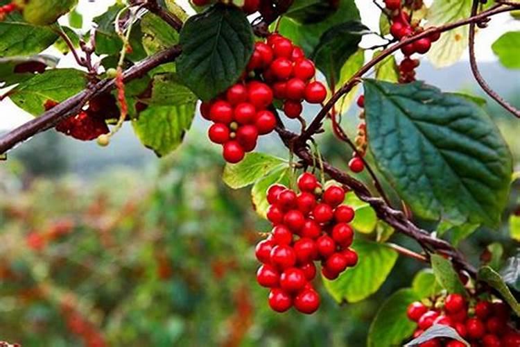 小麦拔节期如何管理？适合施什么肥料？