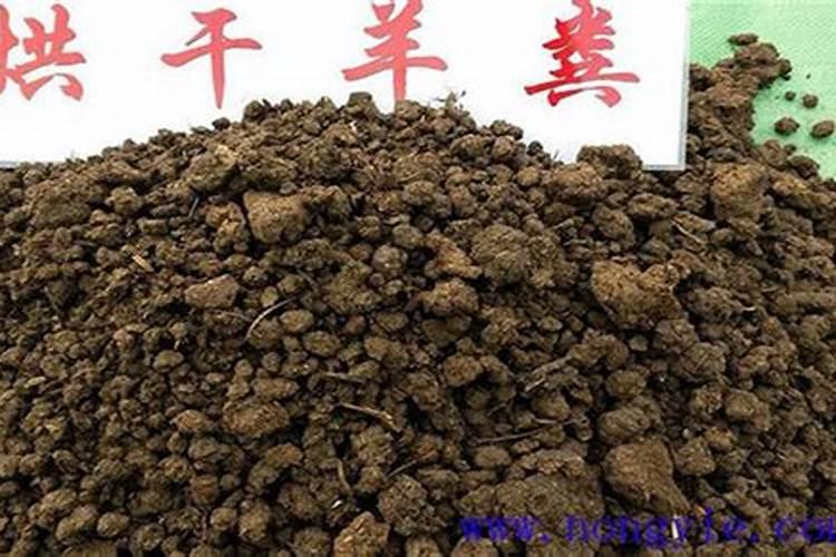 蔬菜浇定根水可以用粪水吗？
