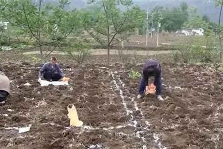 有关树木的资料