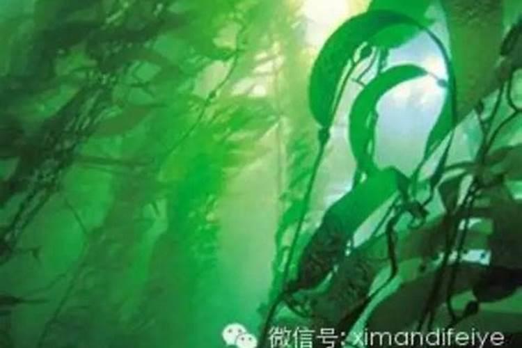 最好海藻肥？