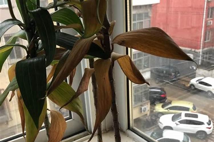百合花的叶子发黄怎么解决？谁能说一下？