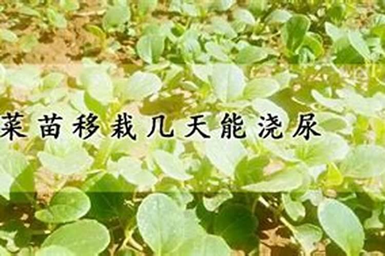 刚栽的菜苗应怎么浇水和追肥