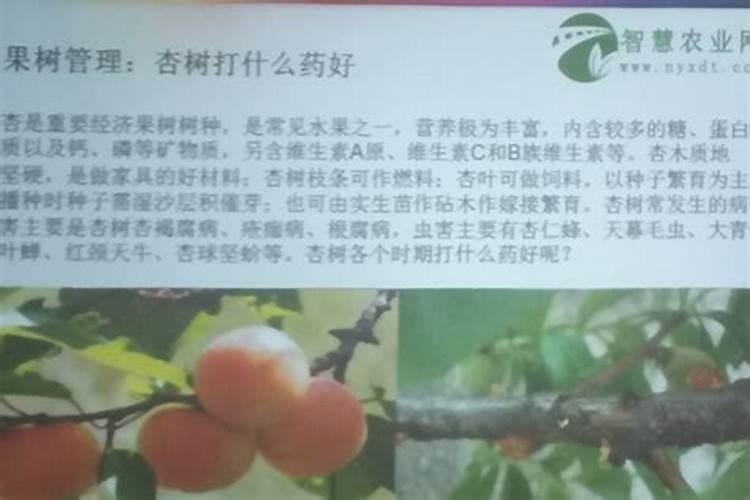 中国最好的果树叶面肥有哪些？