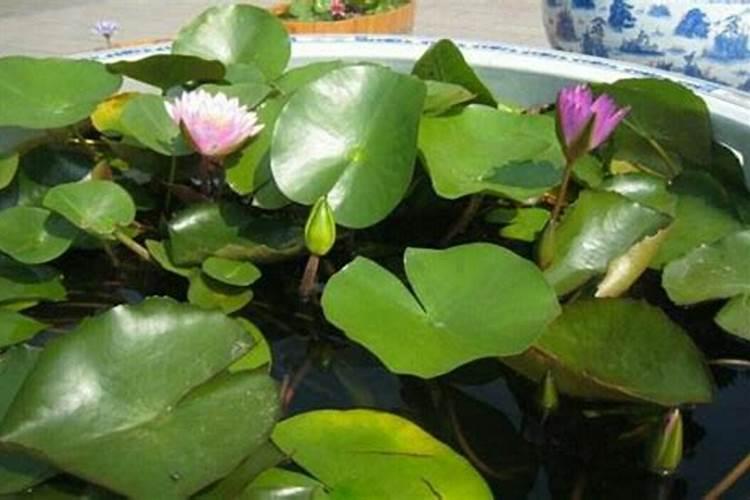 睡莲花施什么肥最好
