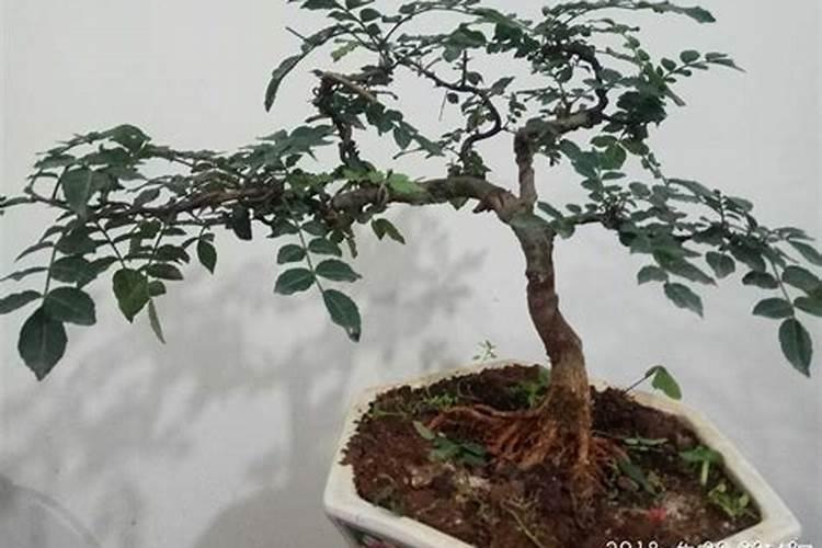 花椒树做磨牙棒有什么好处