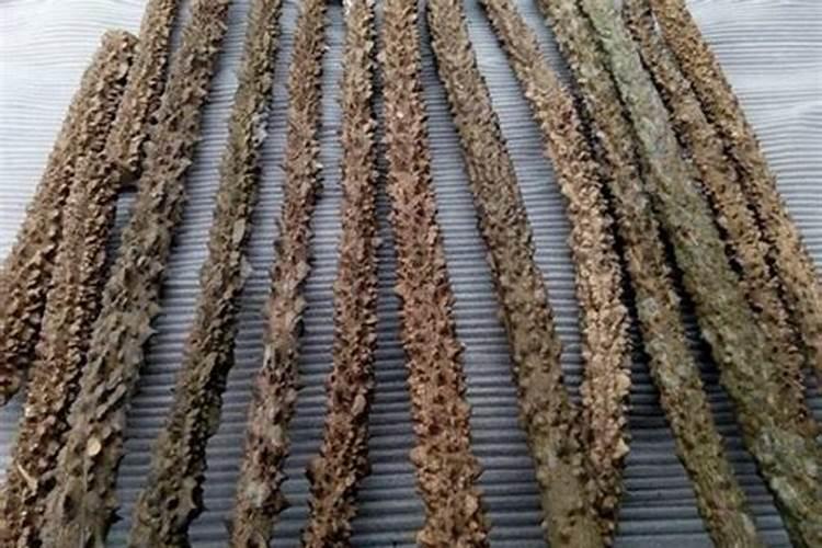 花椒木的肥料能给发财树用么？