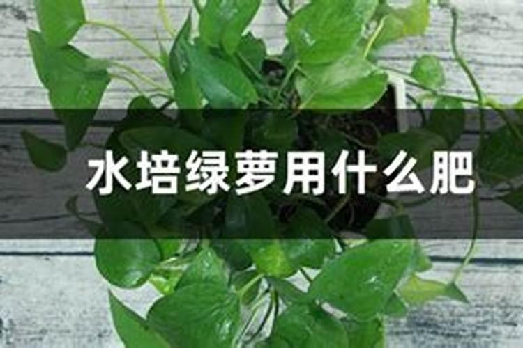 水培植物用什么肥料叶子绿最有效果 水养加什么肥长得快