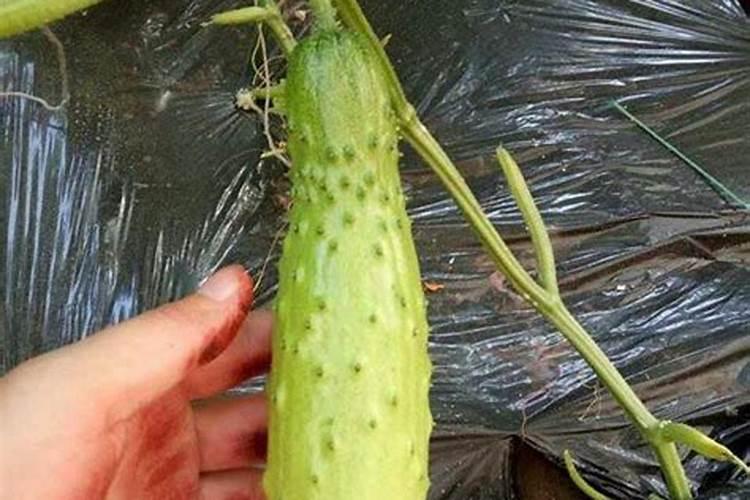种黄瓜要什么底肥复合肥