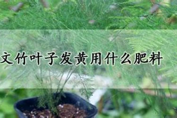 文竹叶子和茎大面积枯黄怎么办