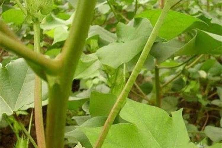 立春后月季施什么肥？