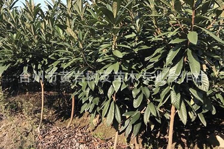 枇杷树缺磷有哪些症状和补救措施？