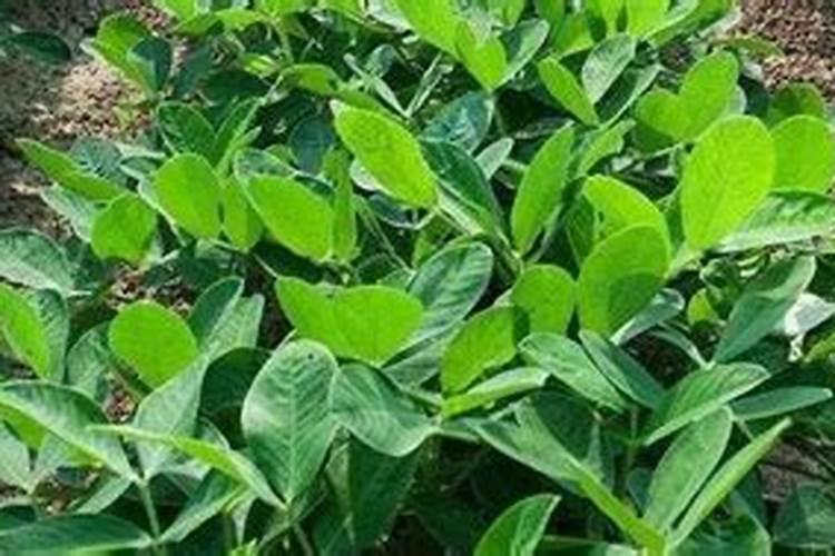 花生追肥用复合肥还是尿素